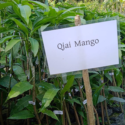 Qjai Mango Plant
