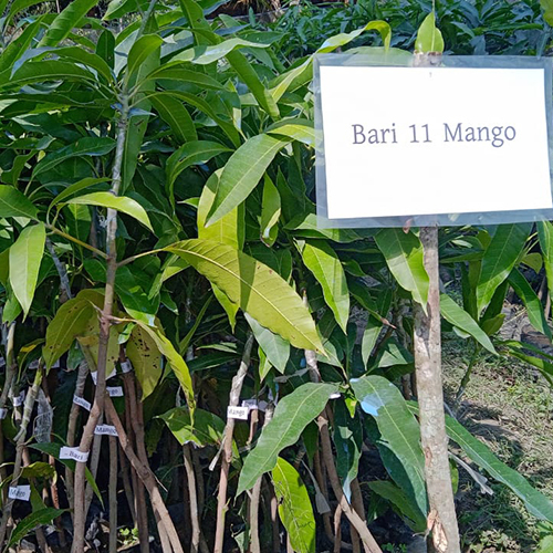 Bari 11 Mango Plant - 2-3 Years Shelf Life, Lush Green Leaves for Vibrant Indoor and Outdoor Gardens