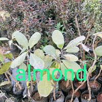 Almond Plant