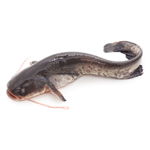 Catfish Seeds