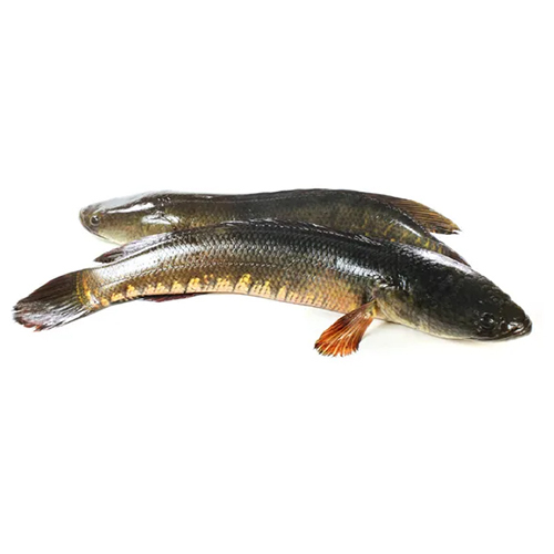 Snakehead Fish Seeds