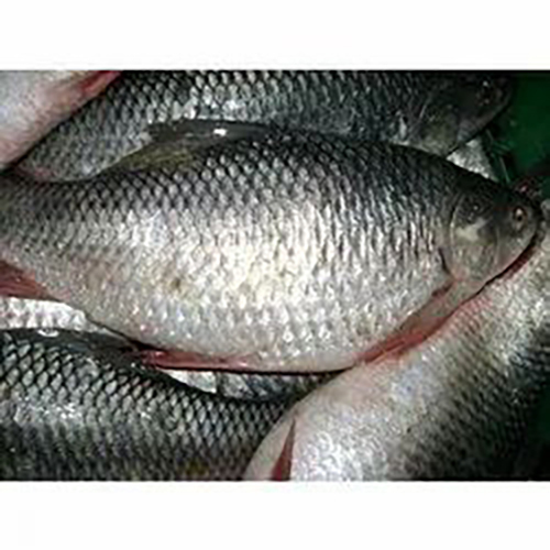 Rohu Fish seeds