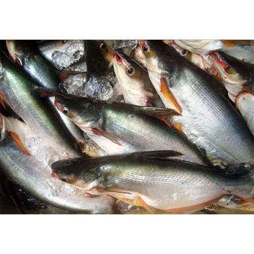 Pangasius Fish Seeds