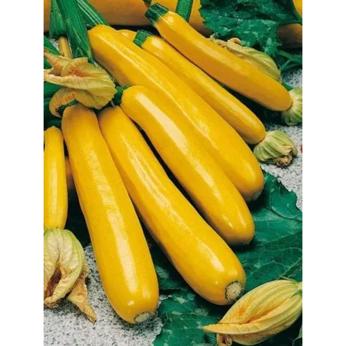 Natural Fresh Yellow Zucchini