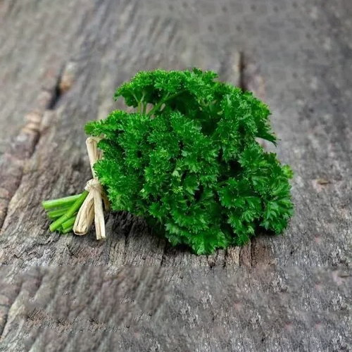 Fresh Parsley Leaves - Botanical Name: Petroselinum Crispum, Storage: Cool and Dry Place, Shelf Life: 10 Days, Color: Green, Shape: Natural