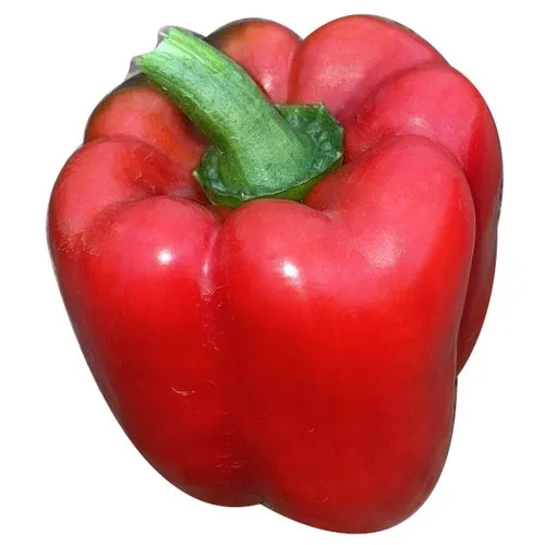 Fresh Red Capsicum - Organic High Quality Natural Shape | Preserved Style Moisture Nil Ideal for Culinary Applications