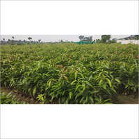 Amrapali Mango Plant - Diminutive Tree With Rich Orange-red Flesh, High Carotene, 16 Tonnes/hectare Yield | Green Leaves, Versatile For Pickles And Preserves