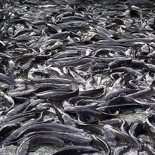 Catfish Seeds