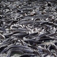 Catfish Seeds