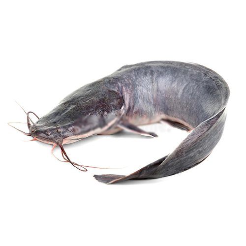 American Catfish Seeds