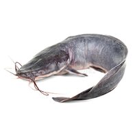 American Catfish Seeds