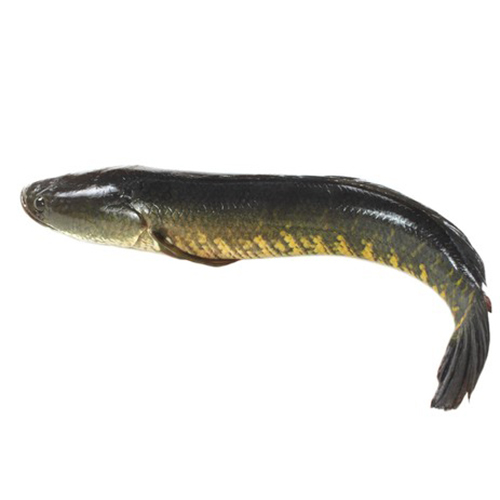 Snakehead Fish Seeds