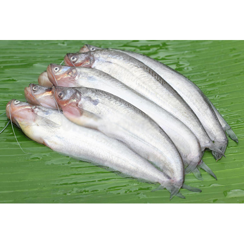 Pabda Fish seeds