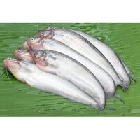 Pabda Fish seeds