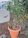 Green And White Flower Nag Chafa Aromatic Plants