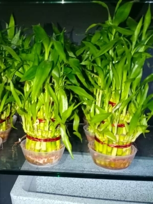 Lucky bamboo
