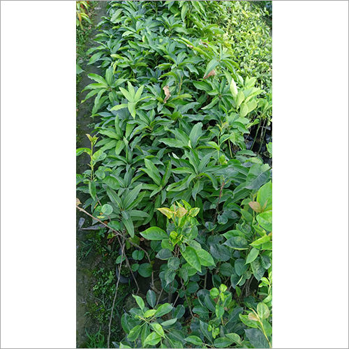 Green K10 Mango Plant