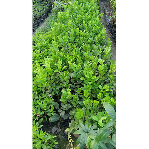 Gondhoraj Lemon Plant