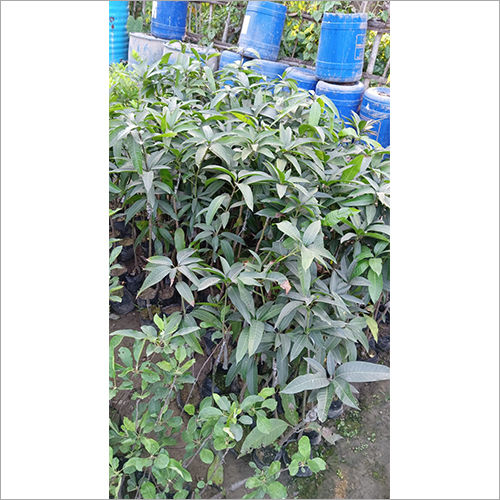 Gour Moti Mango Plant