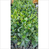 Jack Fruit Plant - Color: Green