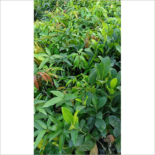 Kathi Mohana Mango Plant