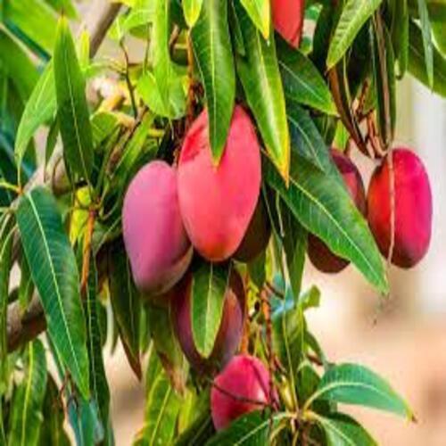 Kathi Mohana Mango Plant - Color: Green
