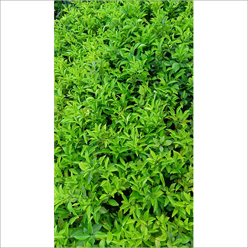 Green Kinu Lemon Plant