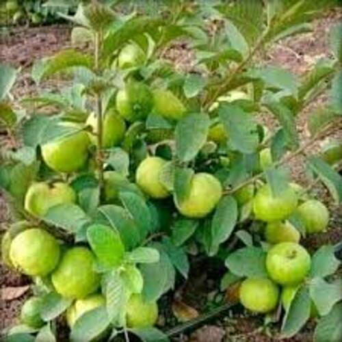 L49 Guava Plant - Color: Green