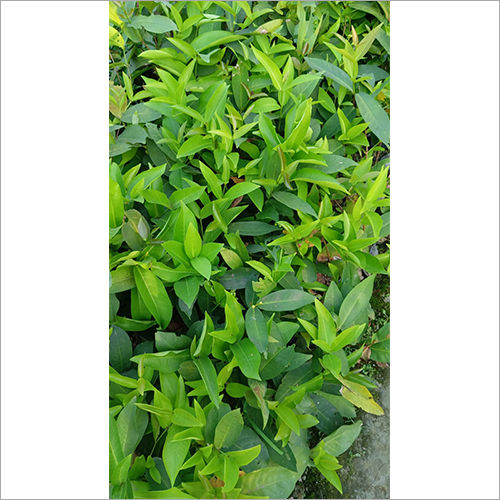 Red Jamrul  Plant
