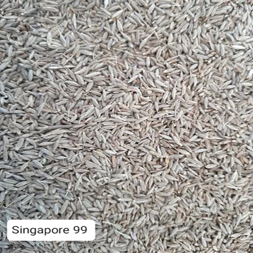 Singapore 99 Cumin Seeds Jeera