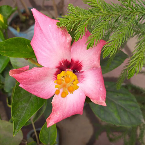 Pink China Rose