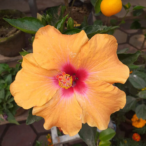 Orange China Rose