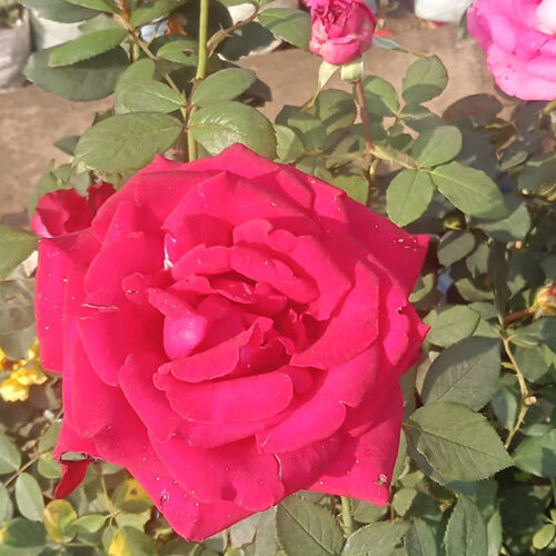 Red Rose