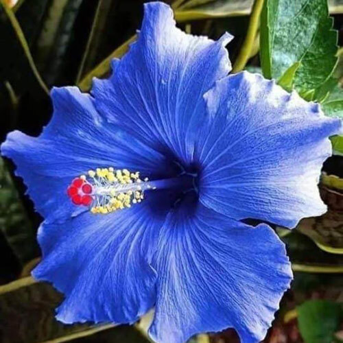 Blue China  Hibiscus