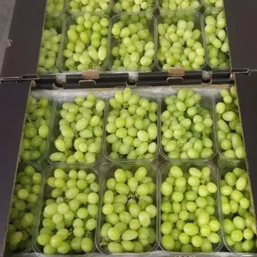 Common Fresh Green Grapes