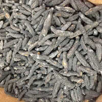 Sea Cucumber Dried