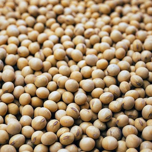 Brown Natural Soybeans