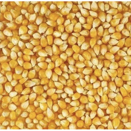 Yellow Maize Seeds