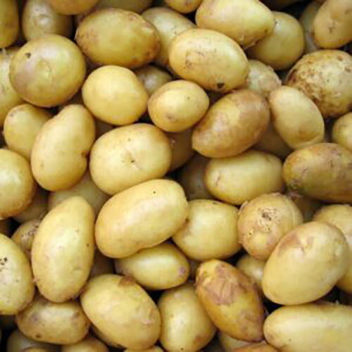 Fresh Potato Moisture (%): Nil