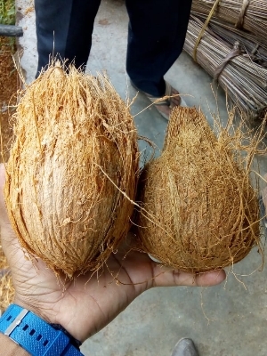 Semi Husked Coconut