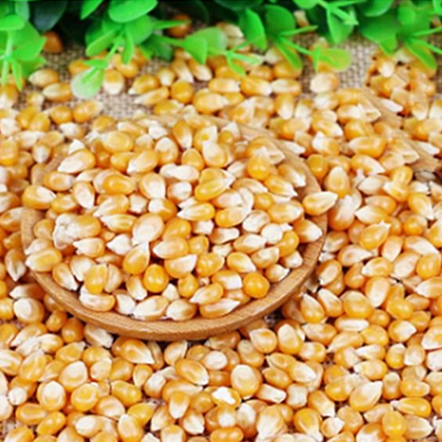 Dry Yellow Corn