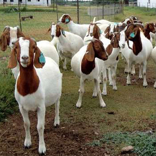 Brown Pure Boer Goat