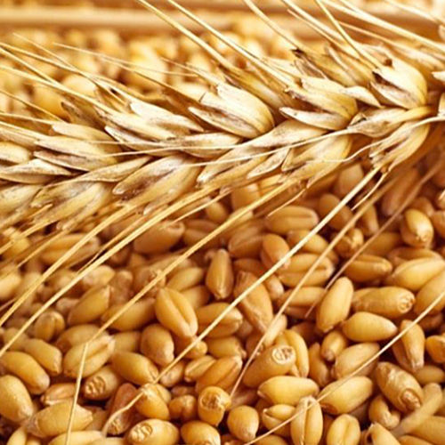 Wheat Flour And Grain