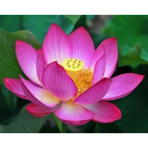 Pink Lotus Hydrosol