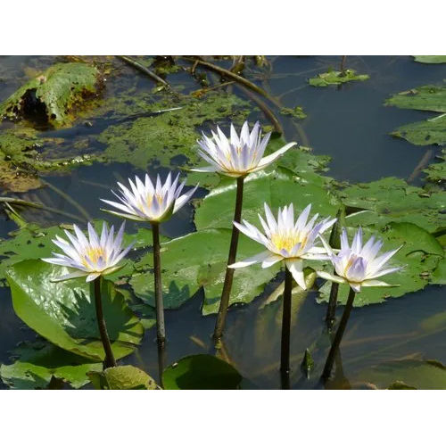 Water Lily Hydrosol