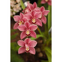 Orchid Hydrosol Age Group: Suitable For All