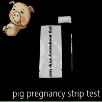 Pig Pregnancy Test kit