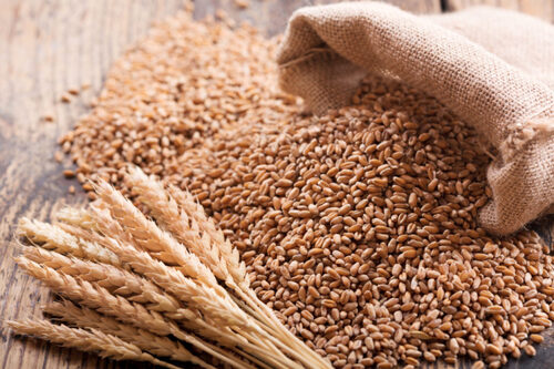Wheat grain