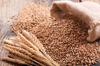 Wheat