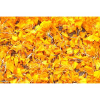 Marigold Dried Petals